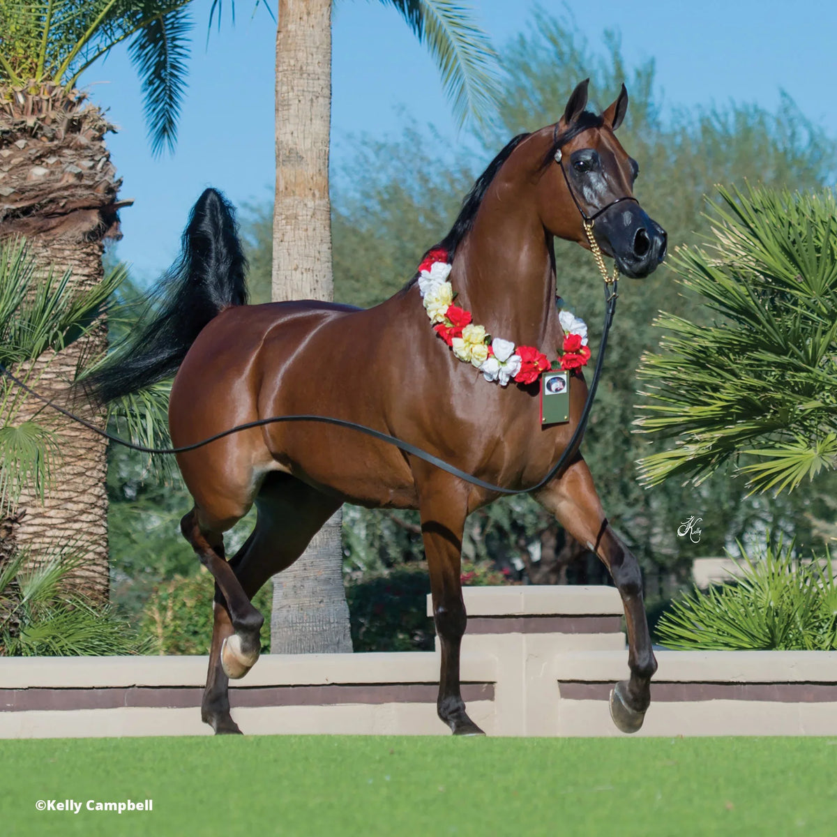 The Traditional Series -  Marciea Bey, Champion Arabian