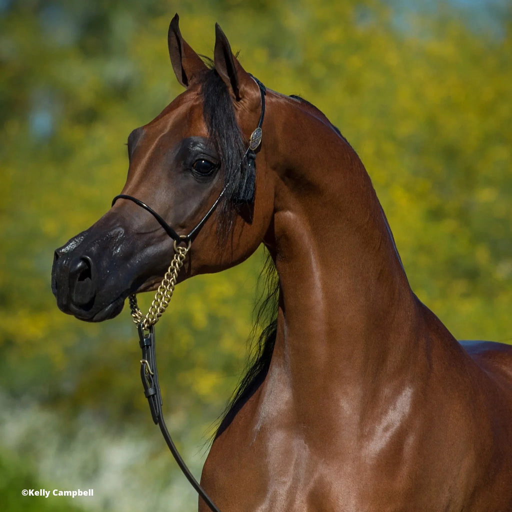 The Traditional Series -  Marciea Bey, Champion Arabian