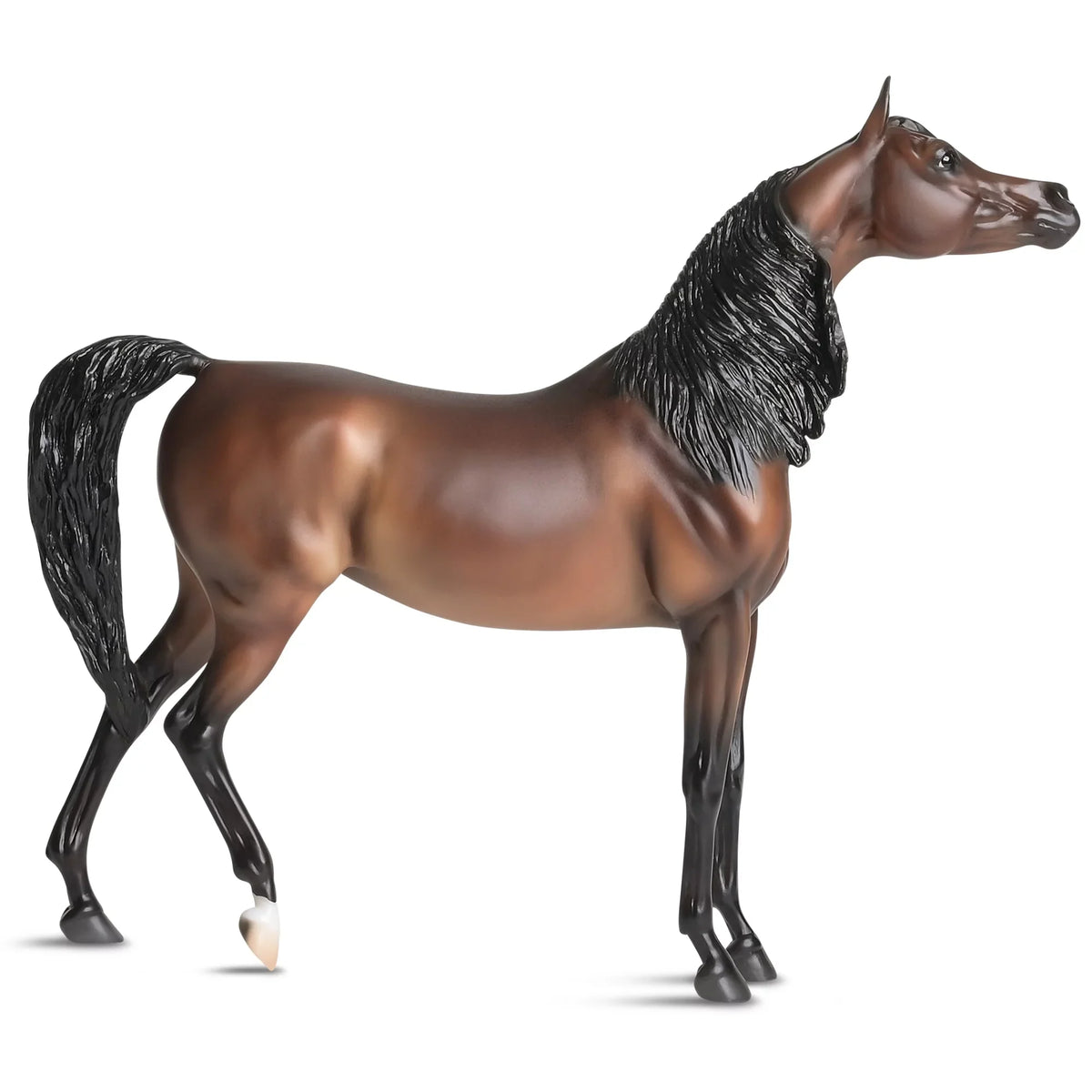 The Traditional Series -  Marciea Bey, Champion Arabian